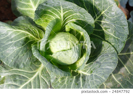 Closeup green cabbages Closeup green cabbages 24847792