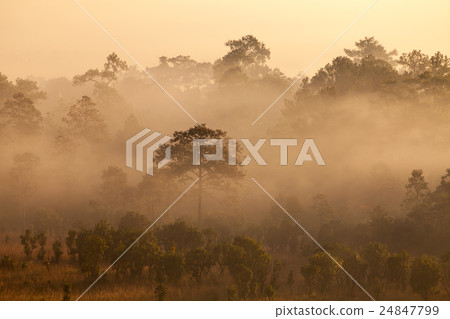 misty morning sunrise at Thung Salang Luang misty morning sunrise at Thung Salang Luang 24847799
