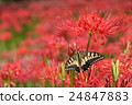 Cluster amaryllis 24847883