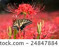 Cluster amaryllis 24847884