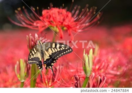 Cluster amaryllis 24847884