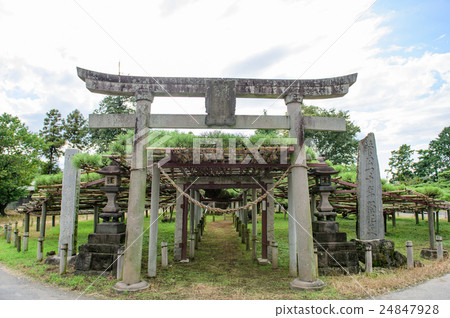 Pine Gunma prefecture consistent with Sugawara Shrine Pine Gunma prefecture consistent with Sugawara Shrine 24847928