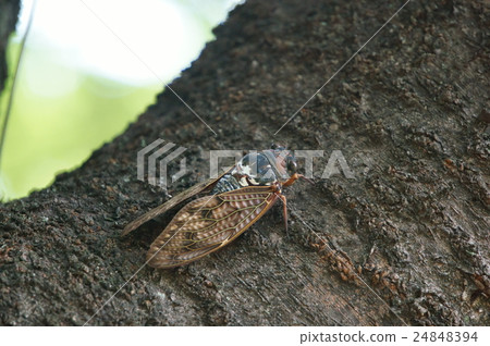 Brown cicada Brown cicada 24848394