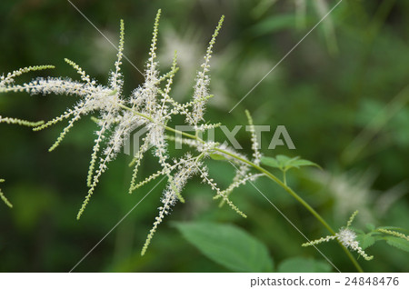 Yamaboki Shuma 24848476