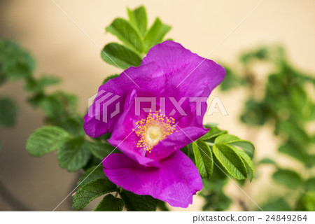 金代植物園 金代植物園 24849264