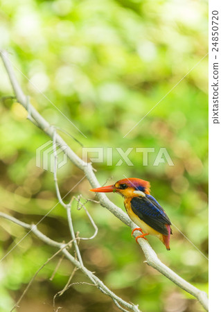 Black-Backed Kingfisher Bird 24850720