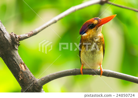 Black-Backed Kingfisher Bird Black-Backed Kingfisher Bird 24850724
