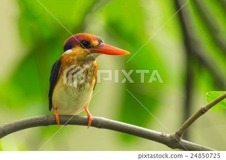 Black-Backed Kingfisher Bird 24850725