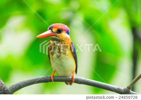 Black-Backed Kingfisher Bird 24850726