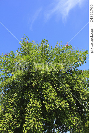 美國Deigo樹 24851766