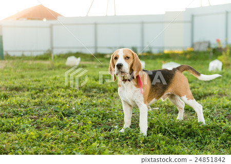 Cute beagle portrait Cute beagle portrait 24851842