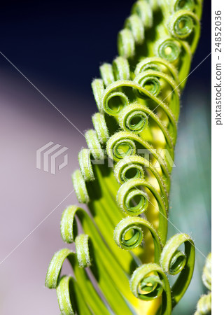 Curly Leaves of Cycas Revoluta 24852036