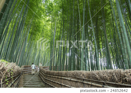 在京都的早期秋天爬上Yanno菩薩寺廟竹子森林台階的人們 24852642