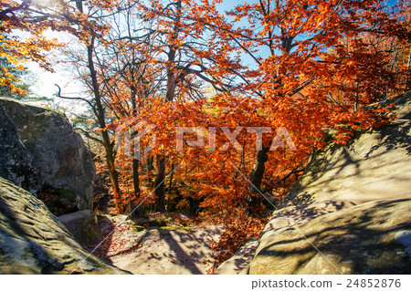 Colorful and bright autumn forest Colorful and bright autumn forest 24852876