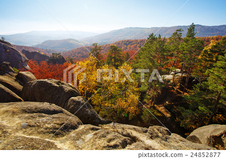 Colorful and bright autumn forest Colorful and bright autumn forest 24852877