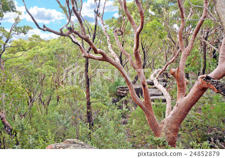 Sydney Red Gum forest Sydney Red Gum forest 24852879