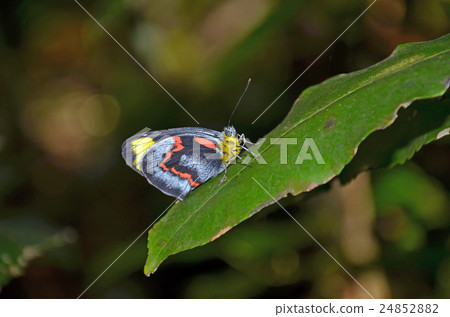 Australian Black Jezebel Butterfly Australian Black Jezebel Butterfly 24852882