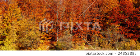 Colorful and bright autumn forest Colorful and bright autumn forest 24852883