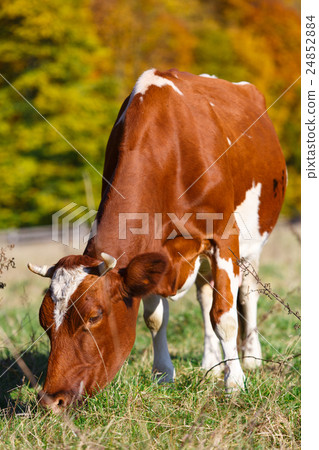 Single cow grazes in field. Blazing orange maple 24852884