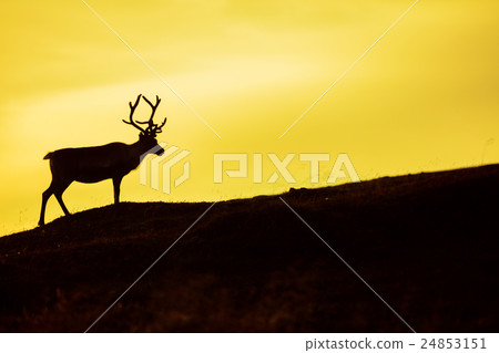 Silhouette of deer against sky at sunset Silhouette of deer against sky at sunset 24853151