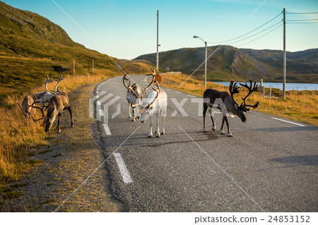 Deer walking along the road 24853152