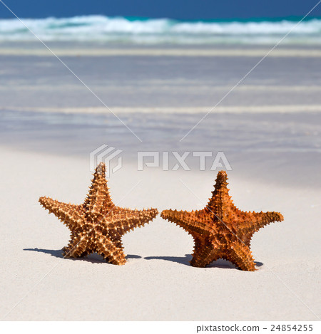 Two starfishes on caribbean sandy beach Two starfishes on caribbean sandy beach 24854255