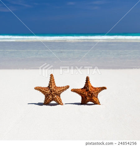 Two starfishes on caribbean sandy beach Two starfishes on caribbean sandy beach 24854256