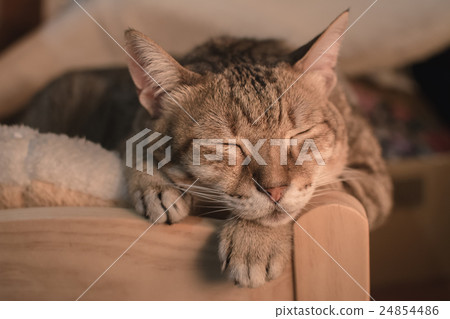 cat at sleep cat at sleep 24854486