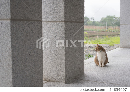 domestic tabby cat domestic tabby cat 24854497