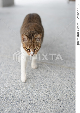 cat walk 24854499