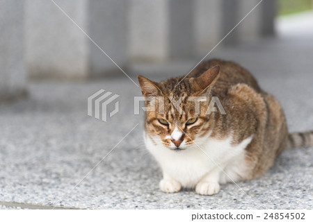 domestic tabby cat domestic tabby cat 24854502