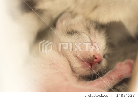 newborn cat sleep 24854528