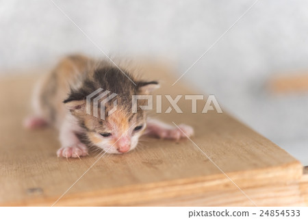newborn cat portrait newborn cat portrait 24854533