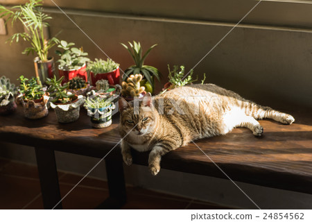 lazy unhappy cat 24854562