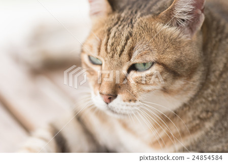 Domestic cat face 24854584