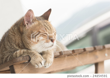 Domestic cat face Domestic cat face 24854591