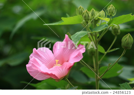 Natural plant fjyo, you think you are a relative of hibiscus 24856123