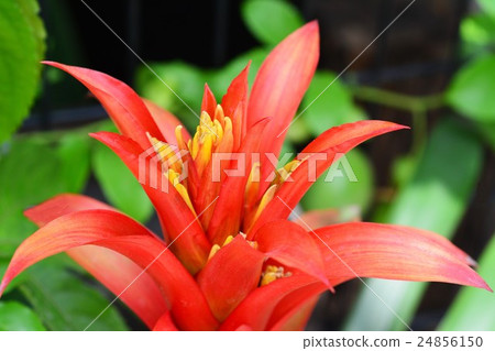 Guzmania 24856150