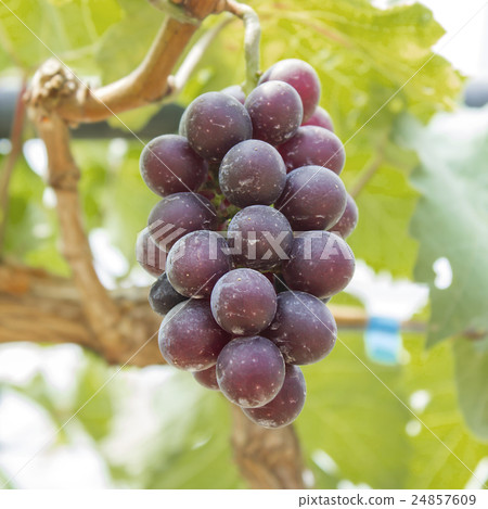 purple red grapes with green leaves on the vine. purple red grapes with green leaves on the vine. 24857609