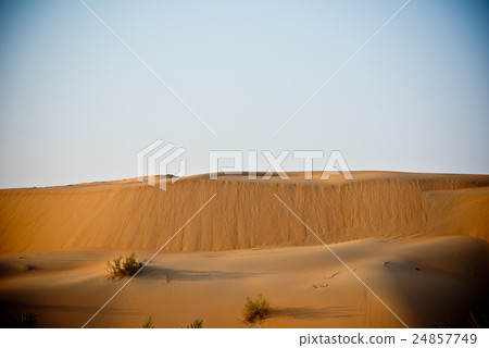 Desert dunes in Liwa, United Arab Emirates Desert dunes in Liwa, United Arab Emirates 24857749