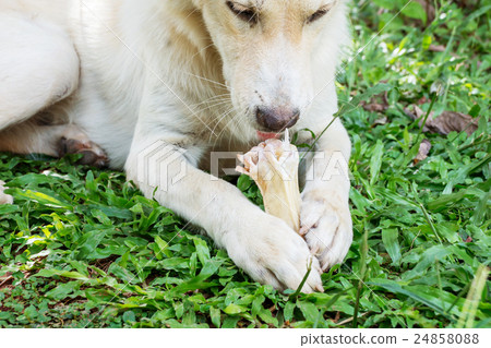 dog lying on a grass and gnaw a bone. 24858088
