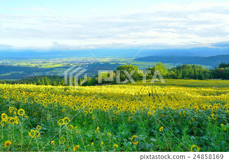 Sunflower field of Sannokura Sunflower field of Sannokura 24858169