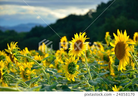 Sunflower field of Sannokura Sunflower field of Sannokura 24858170