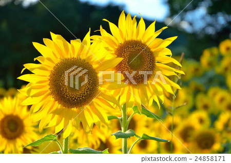 Sunflower field of Sannokura 24858171