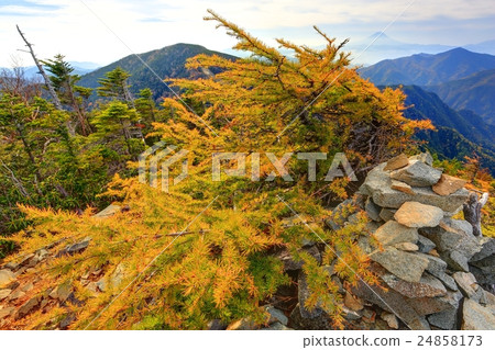 Yellow leaves of Larix of Mt. Kappobishigayama and Mt. Fuji Distant view 24858173