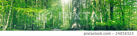 Forest trail in a green panorama landscape 24858323