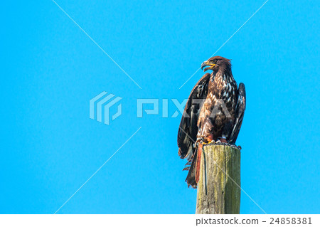 Haliaeetus albicilla eagle sitiing on a post 24858381