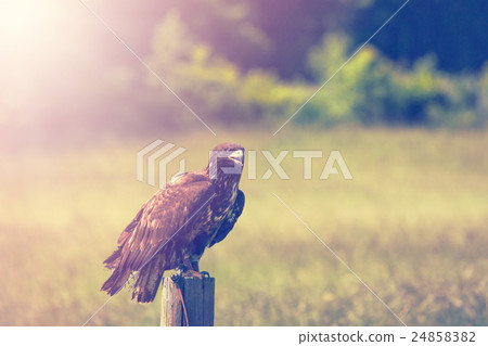 Eagle on a meadow 24858382