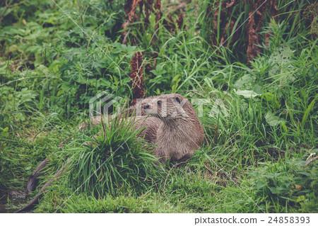 Otter in green grass 24858393