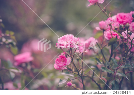 Garden with romantic pink roses Garden with romantic pink roses 24858414